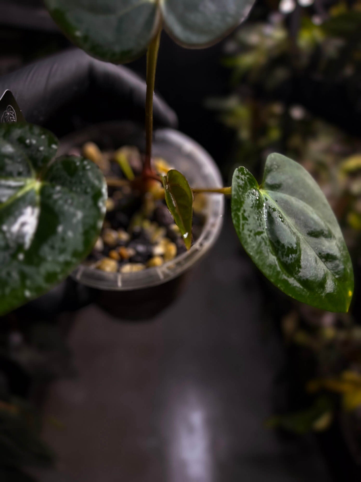 Anthurium (carlablackiae x dressleri) x carlablackiae