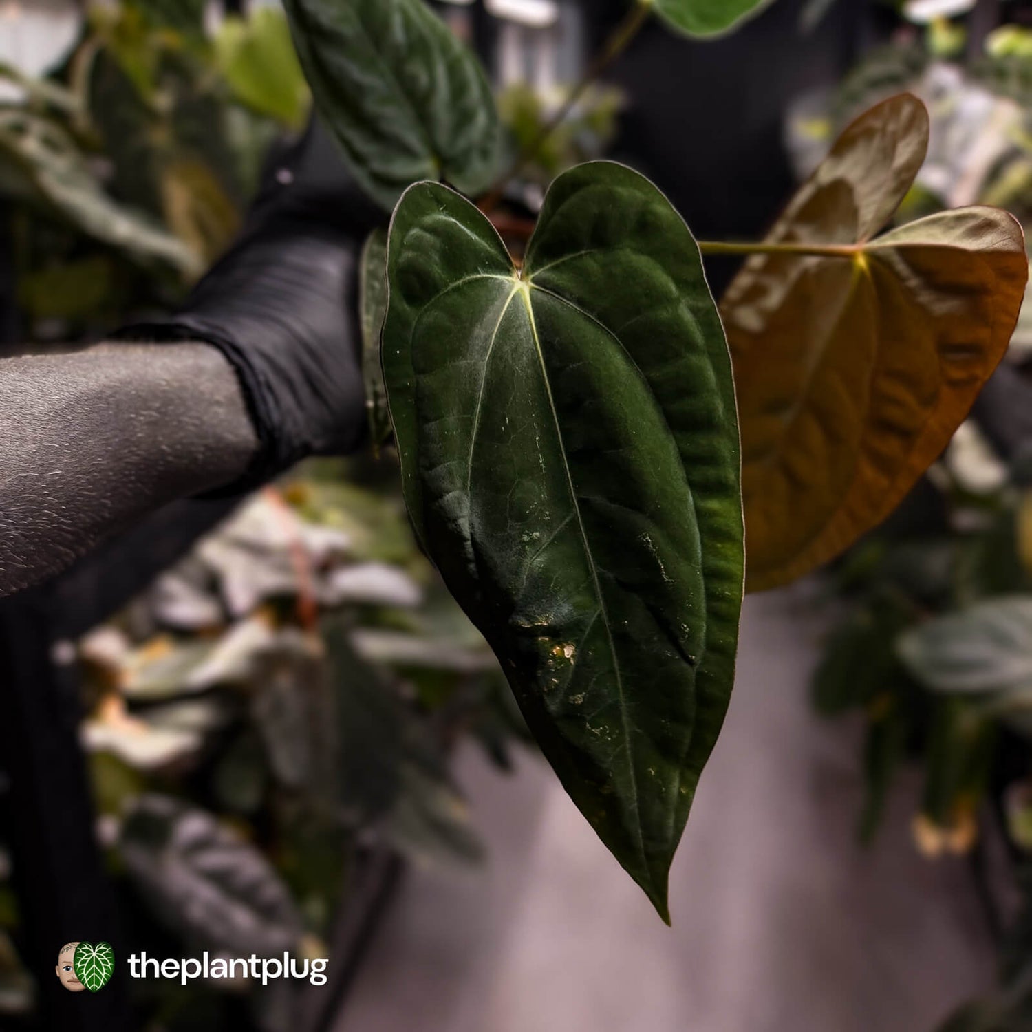 Anthurium papillilaminum 'RA6' x antolakii • select holdback