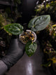 Anthurium (carlablackiae x dressleri) x carlablackiae