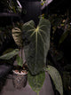 Anthurium #MidasTouch • holdback