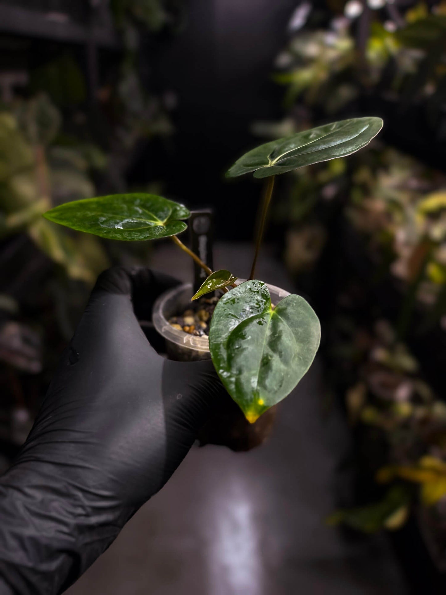 Anthurium (carlablackiae x dressleri) x carlablackiae