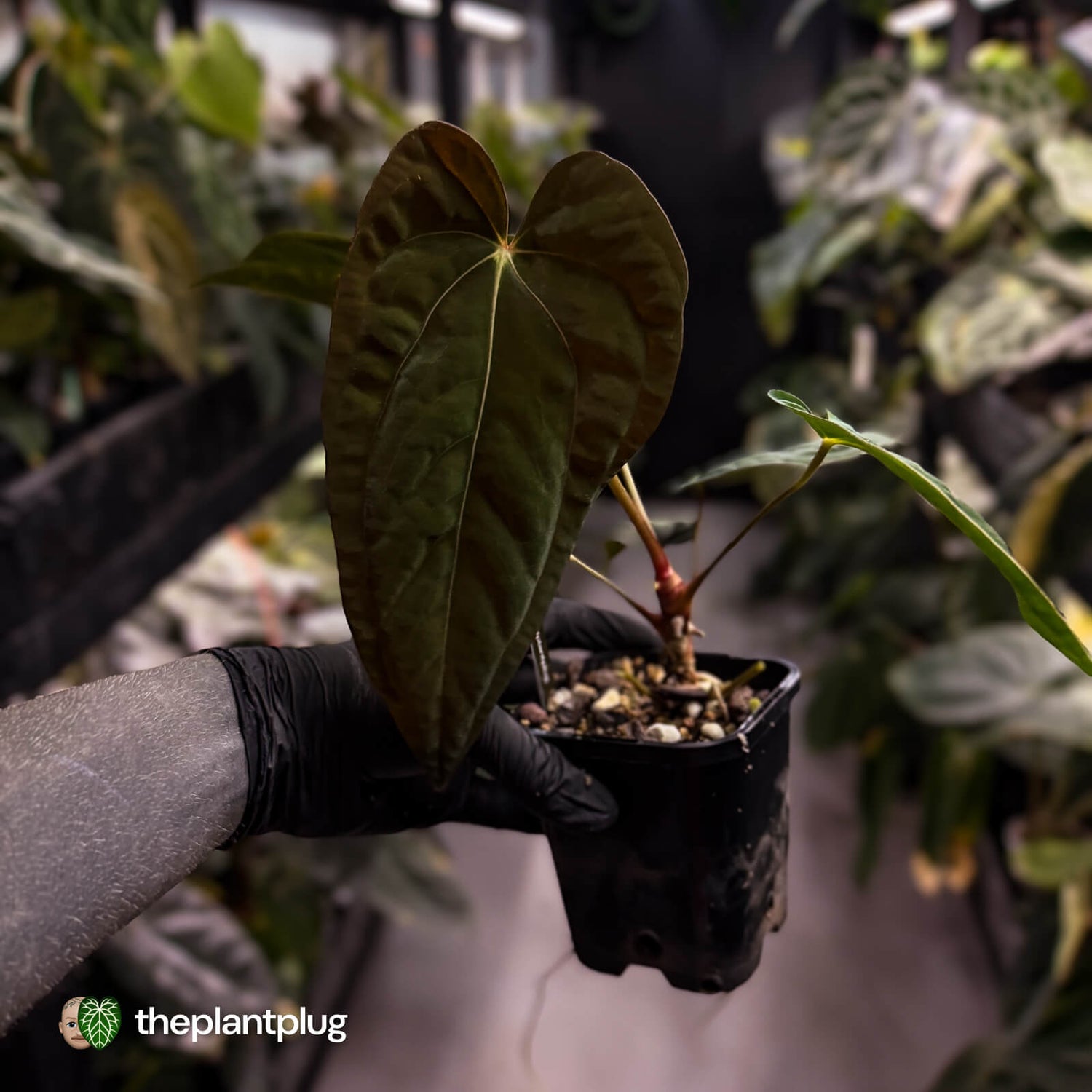 Anthurium papillilaminum 'RA6' x antolakii • select holdback