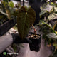 Anthurium papillilaminum 'RA6' x antolakii • select holdback