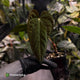 Anthurium papillilaminum 'RA6' x antolakii • select holdback
