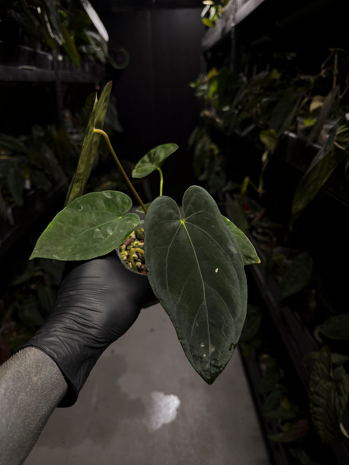 anthurium da restinga Anthurium papillilaminum 'Ree Gardens' x – The Plant Plug