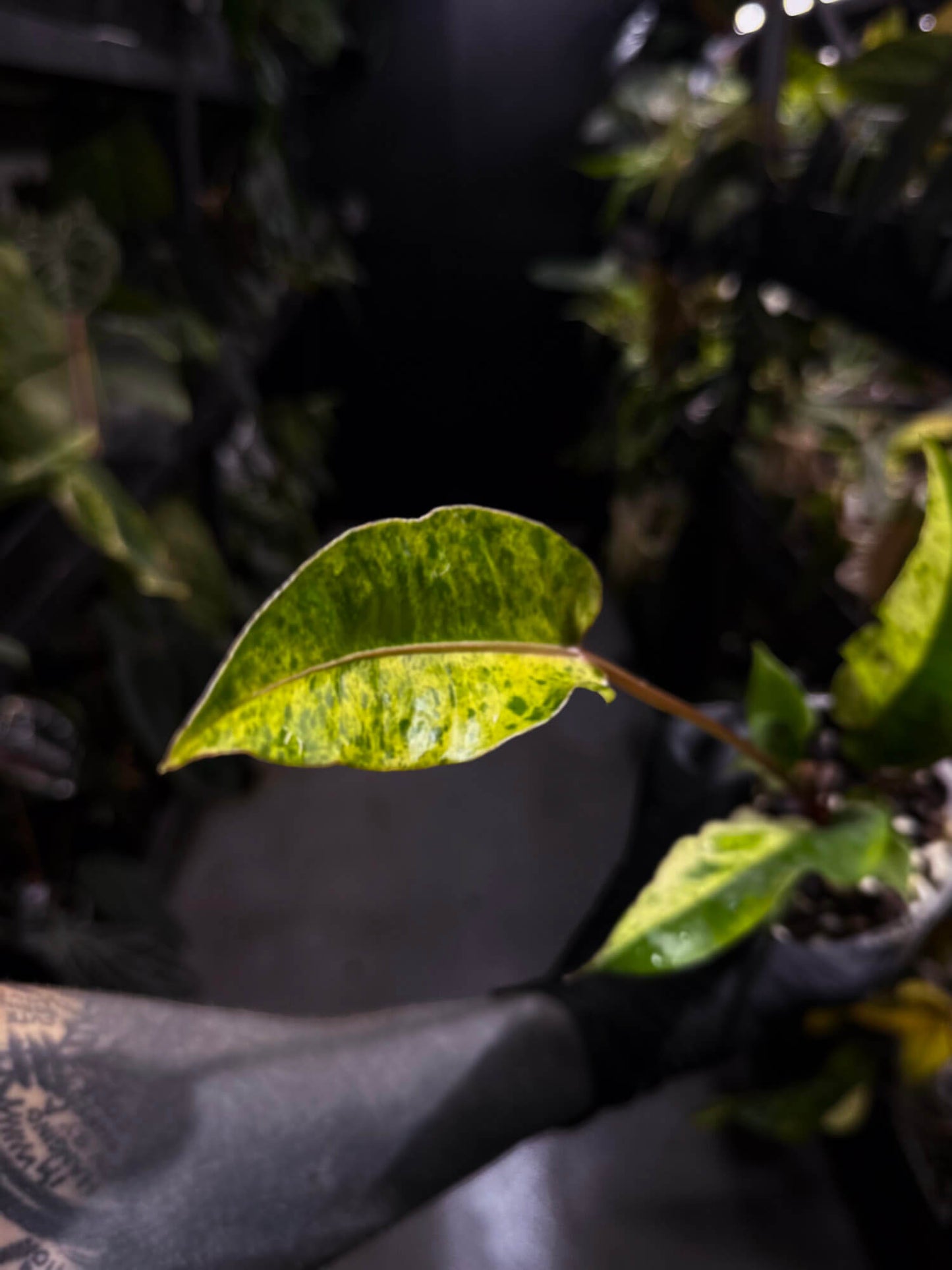 Anthurium hookeri •half moon variegated ✨
