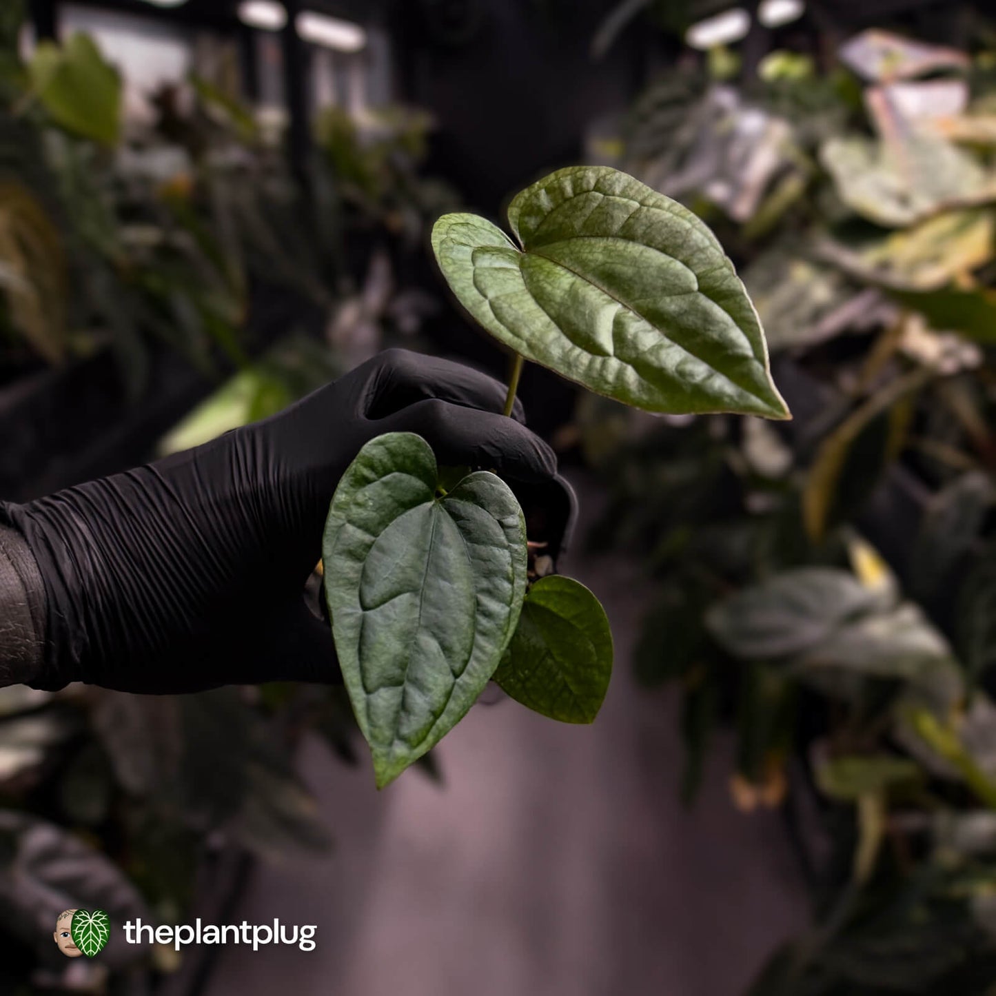 Anthurium 'Black Cheetah' x debile • first release