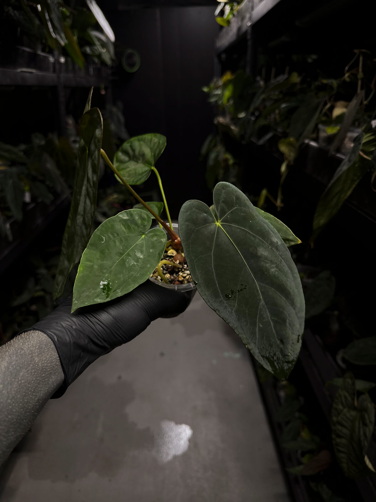 Anthurium Ree Pap Anthurium papillilaminum 'Ree Gardens' x – The Plant Plug