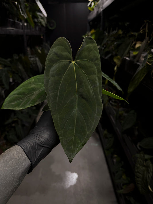Anthurium papillilaminum 'Ree Gardens' x
