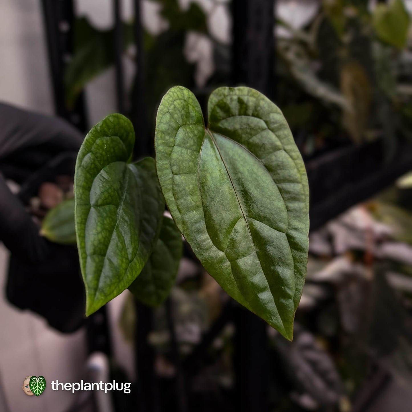 Anthurium 'Black Cheetah' x debile • first release