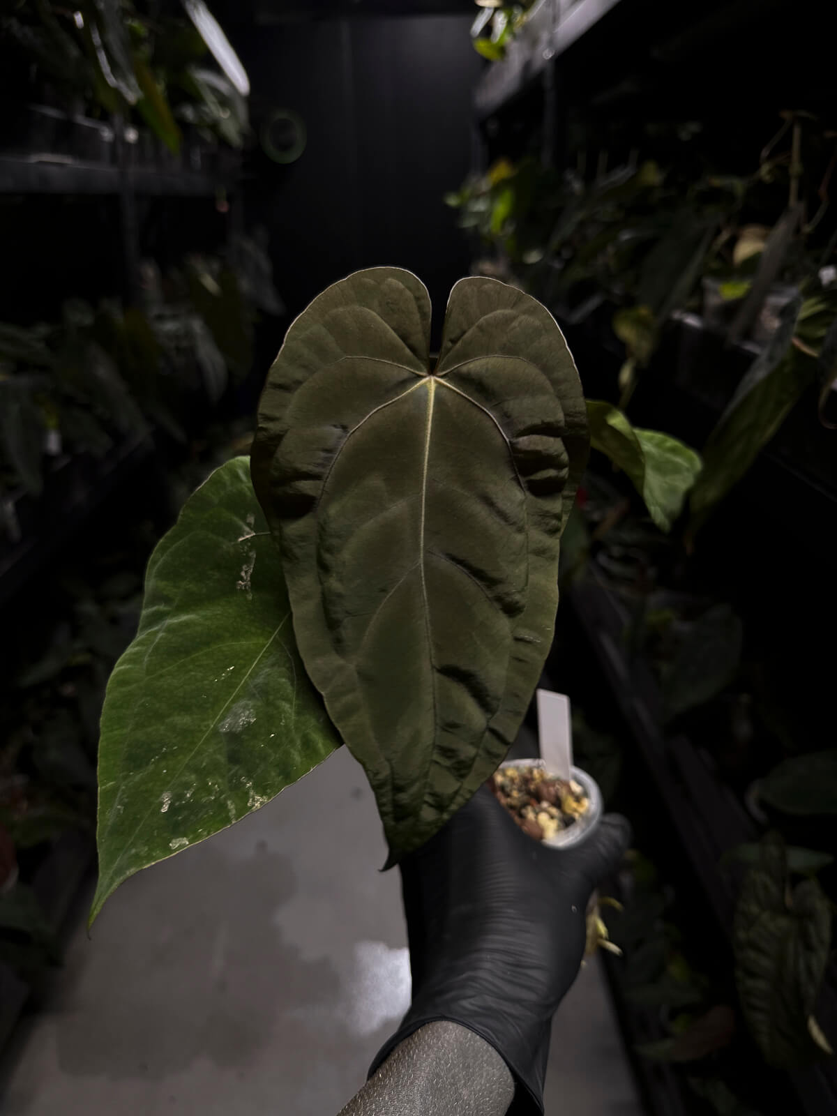 Anthurium #BlinkyBill