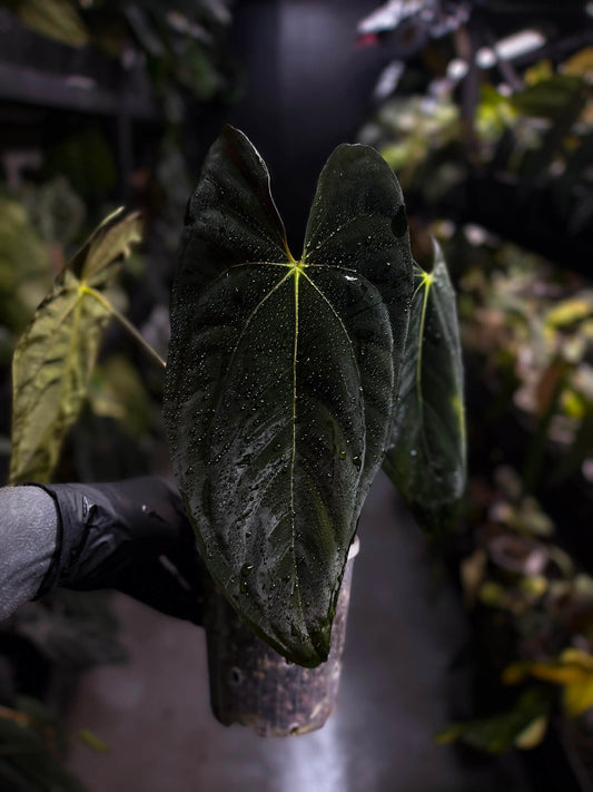 Anthurium papillilaminum 'MDB' x 'RA8'
