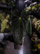 Anthurium papillilaminum 'MDB' x 'RA8'
