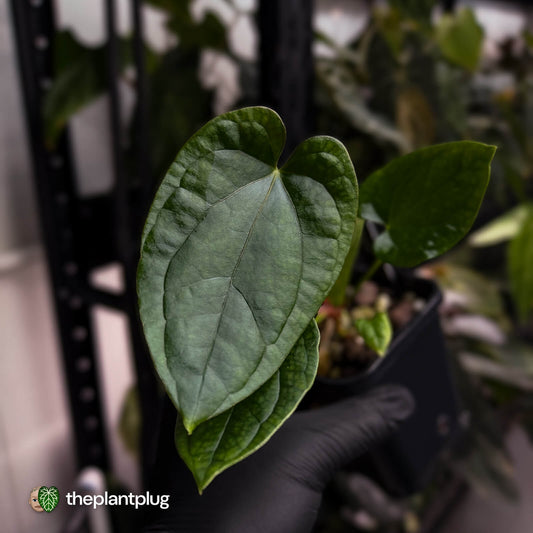 Anthurium 'Black Cheetah' x debile • first release