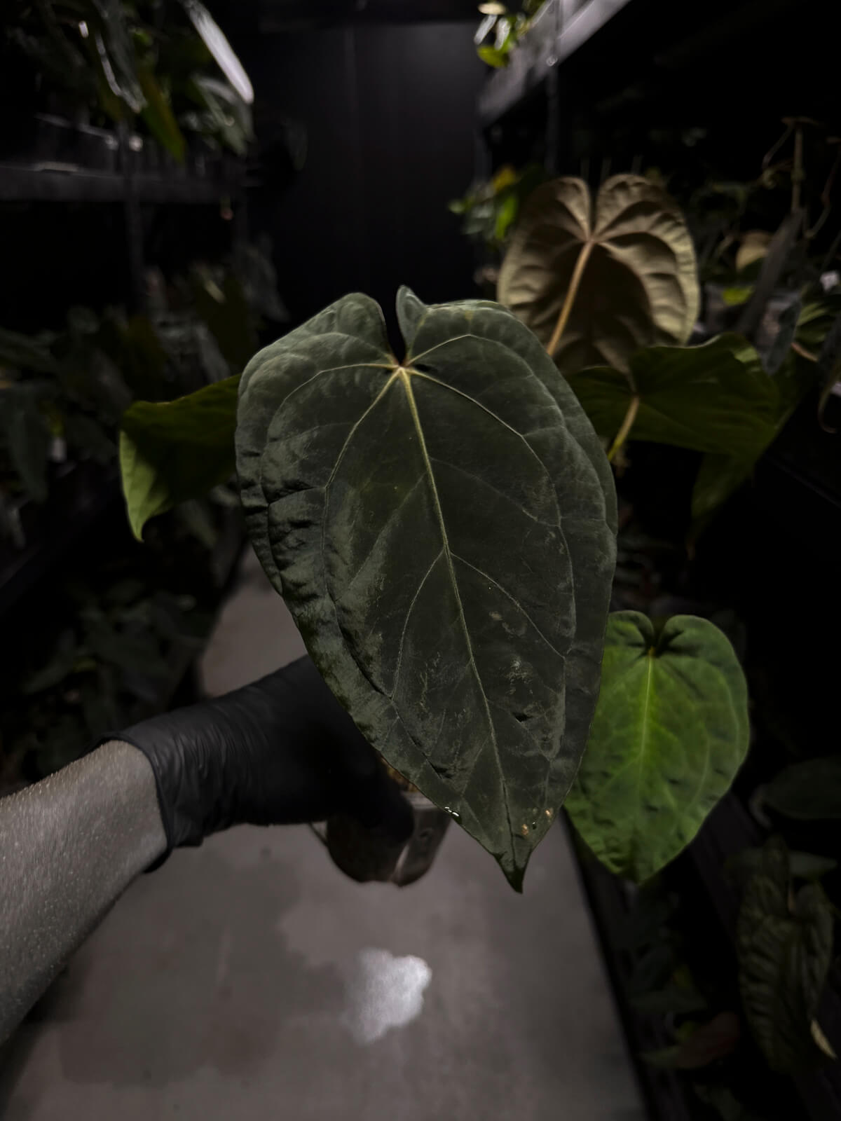 Anthurium #BlinkyBill