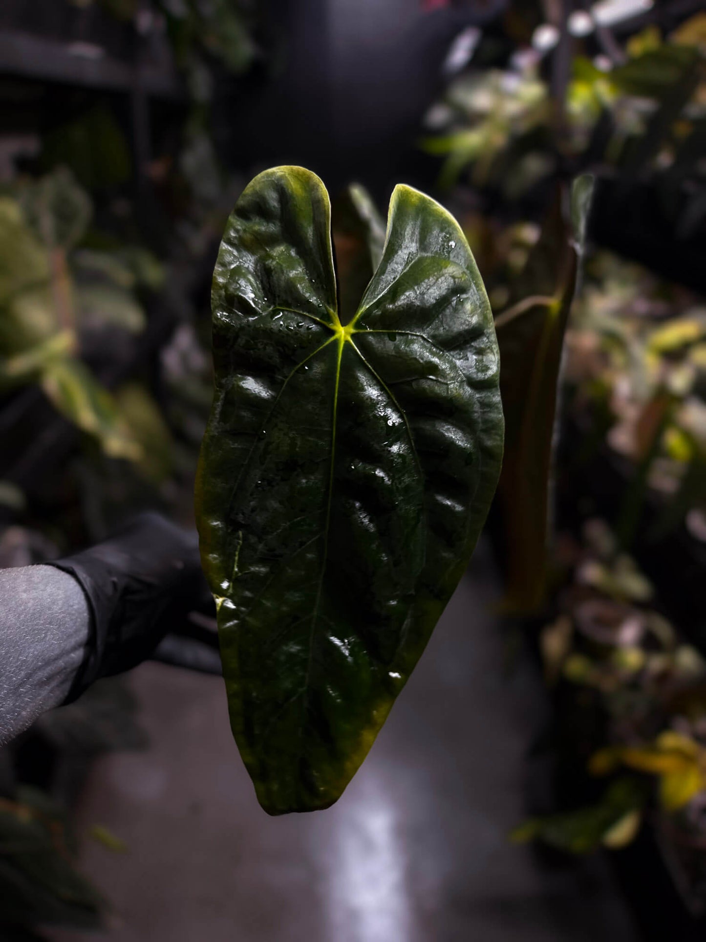 Anthurium papillilaminum 'MDB' x 'RA8'