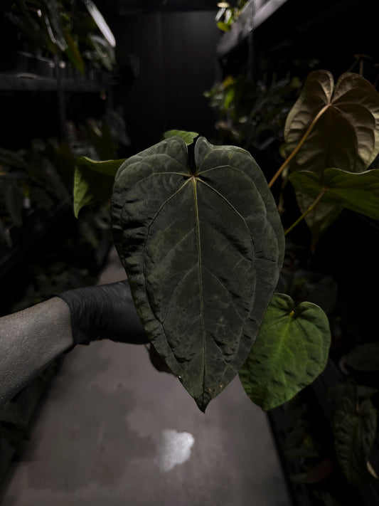 Anthurium #BlinkyBill