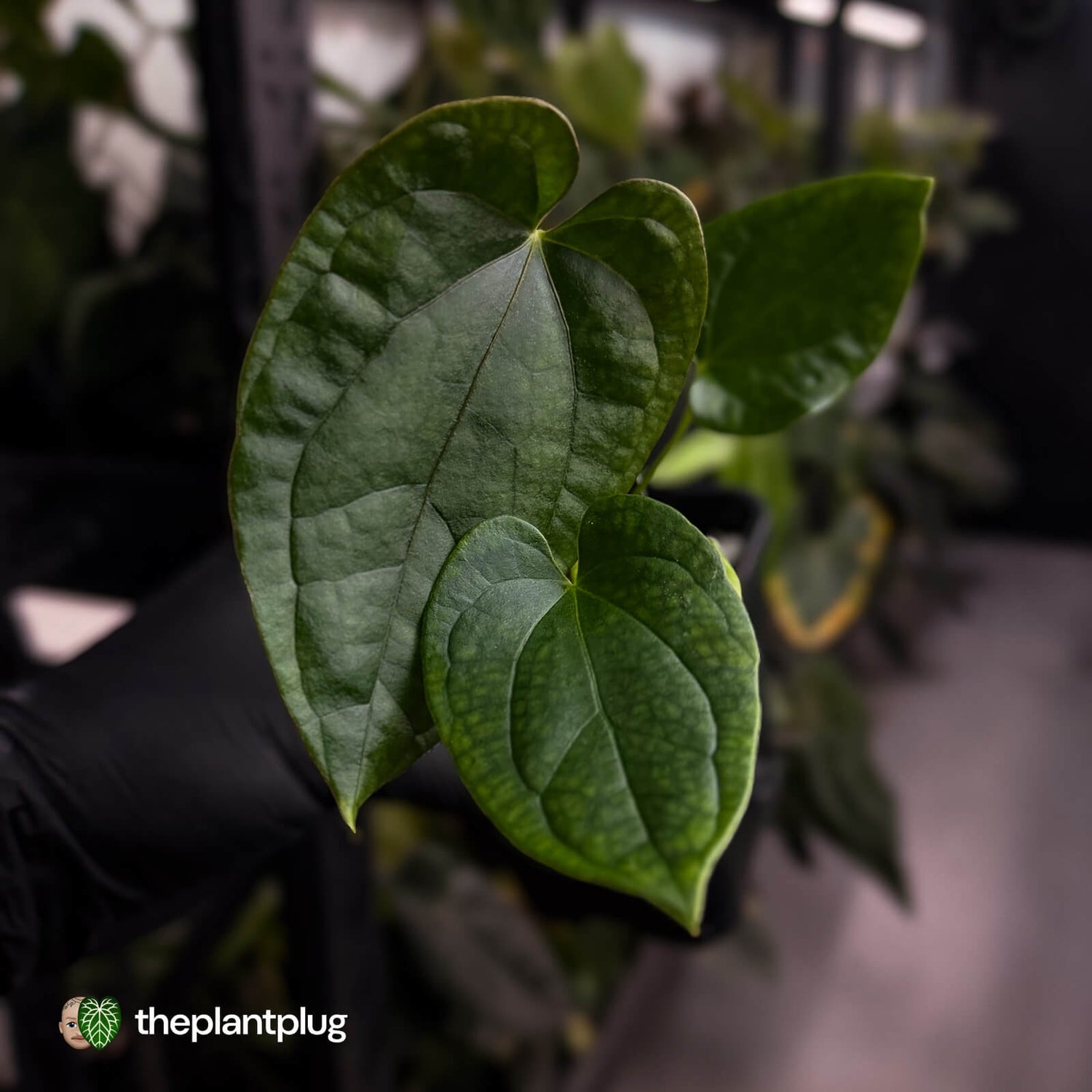 Anthurium 'Black Cheetah' x debile • first release