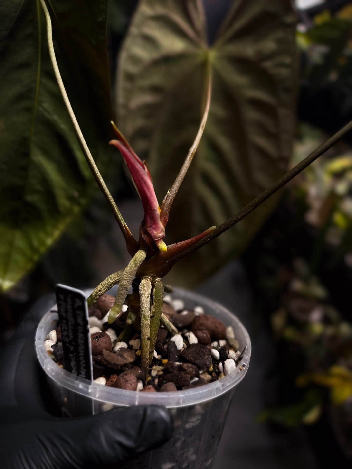 Anthurium papillilaminum 'MDB' x 'RA8'