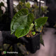 Anthurium 'Black Cheetah' x debile • first release