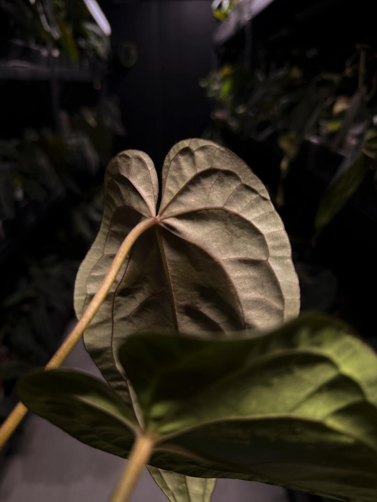 Anthurium #BlinkyBill