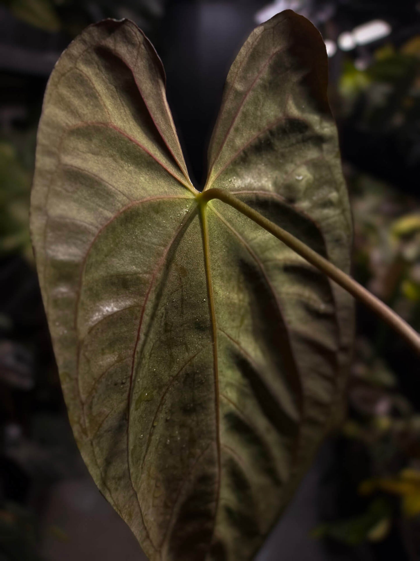 Anthurium papillilaminum 'MDB' x 'RA8'