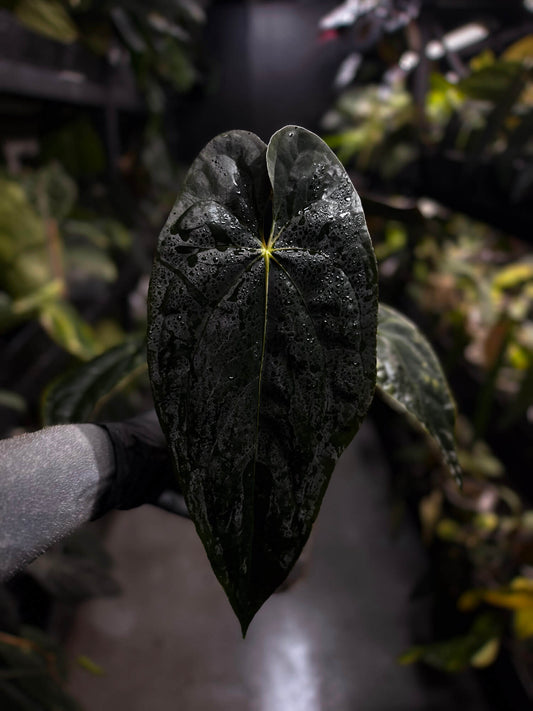 Anthurium #TwinPhoenix f2