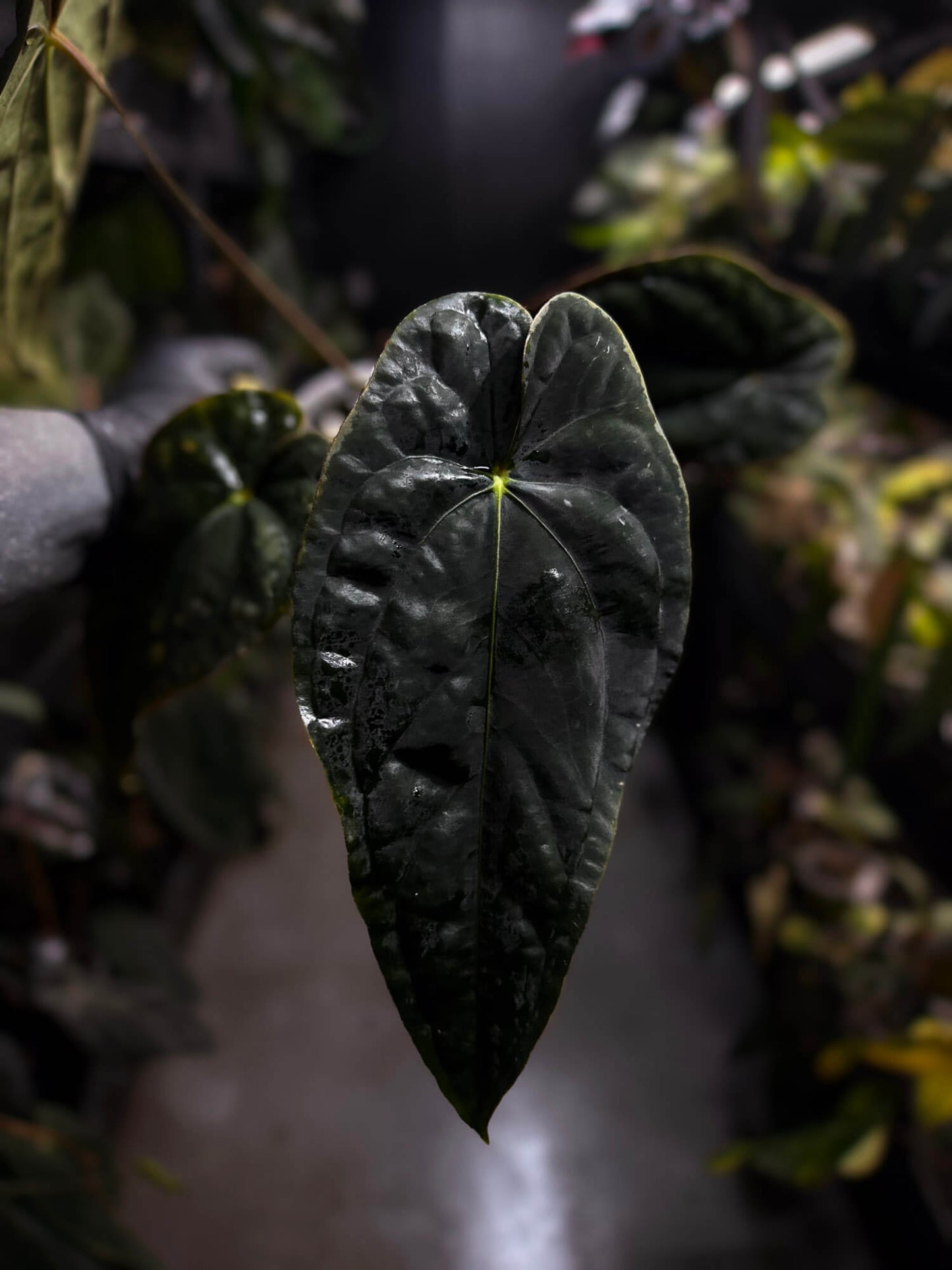 Anthurium #TwinPhoenix f2