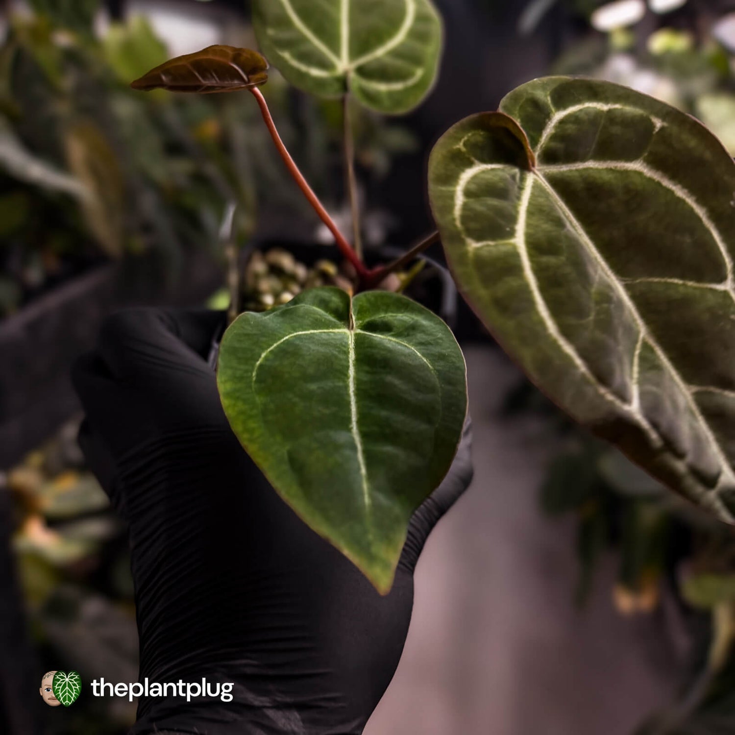 Anthurium 'Michelle' x 'Black Widow'