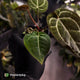 Anthurium 'Michelle' x 'Black Widow'