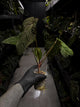 Anthurium #BlinkyBill