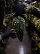 Anthurium #TwinPhoenix f2