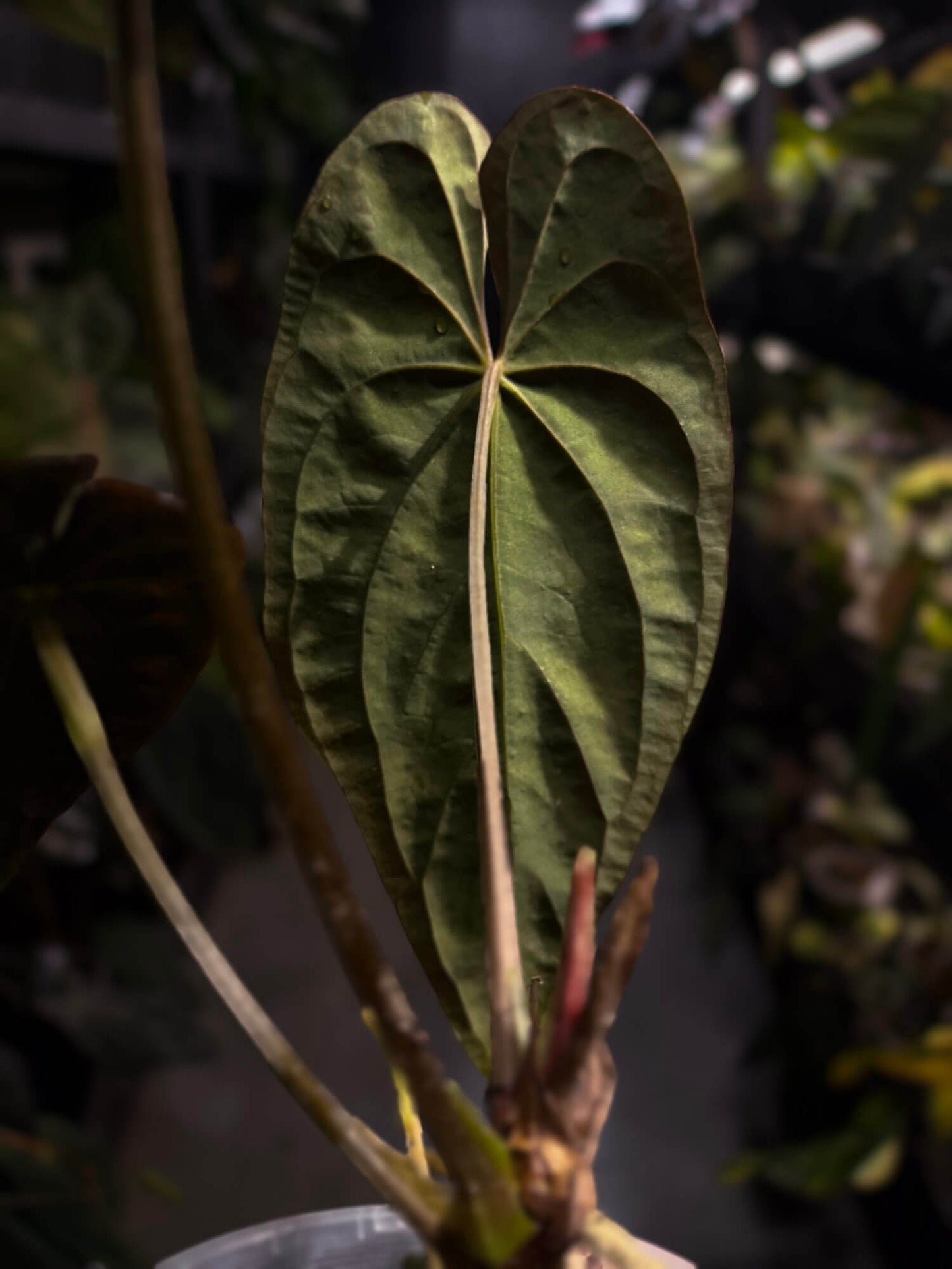 Anthurium #TwinPhoenix f2