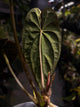 Anthurium #TwinPhoenix f2