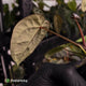 Anthurium 'Michelle' x 'Black Widow'