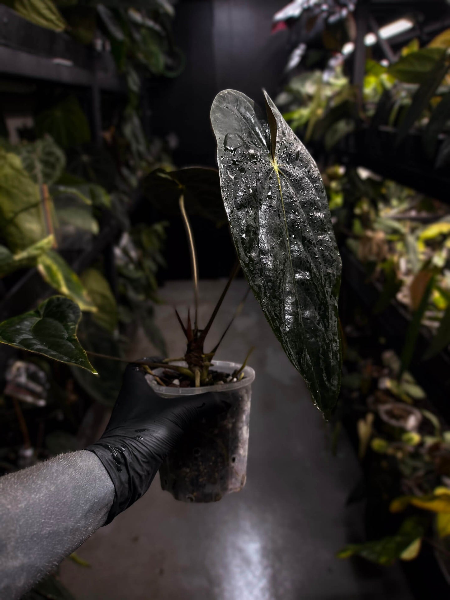 Anthurium #TwinPhoenix f2