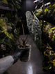 Anthurium #TwinPhoenix f2
