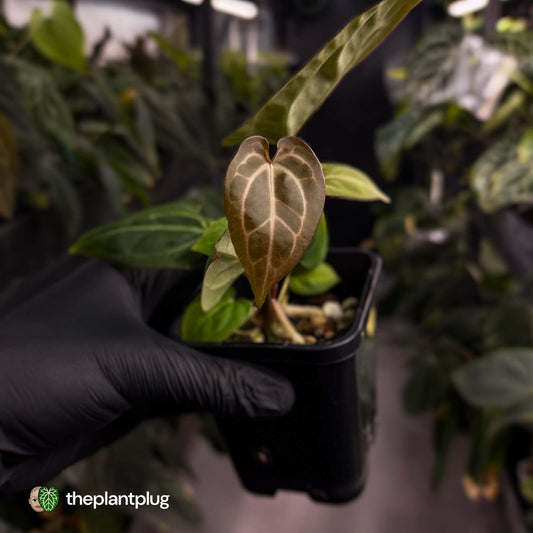 Anthurium 'Michelle' x 'Black Widow'