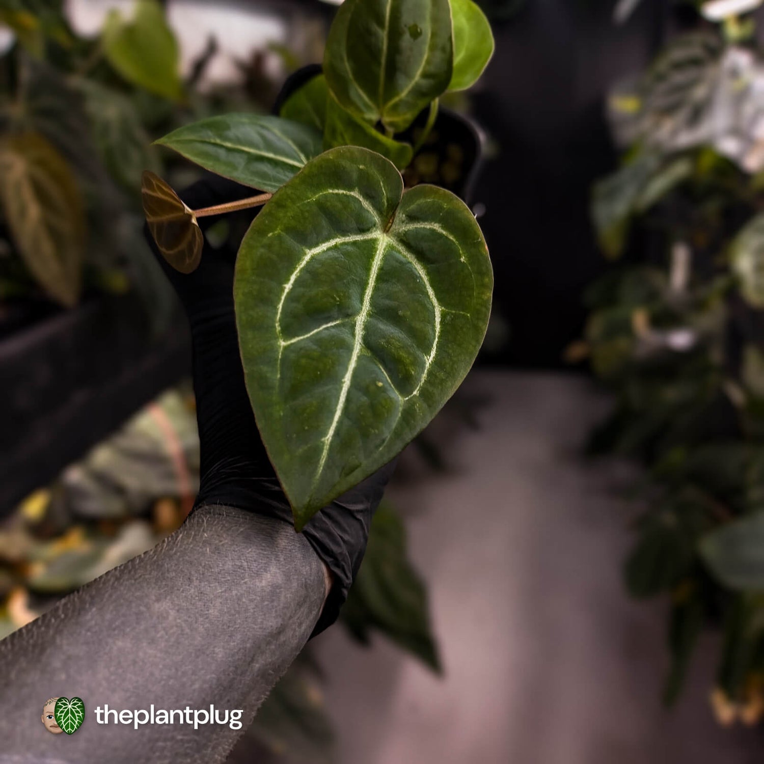 Anthurium 'Michelle' x 'Black Widow'
