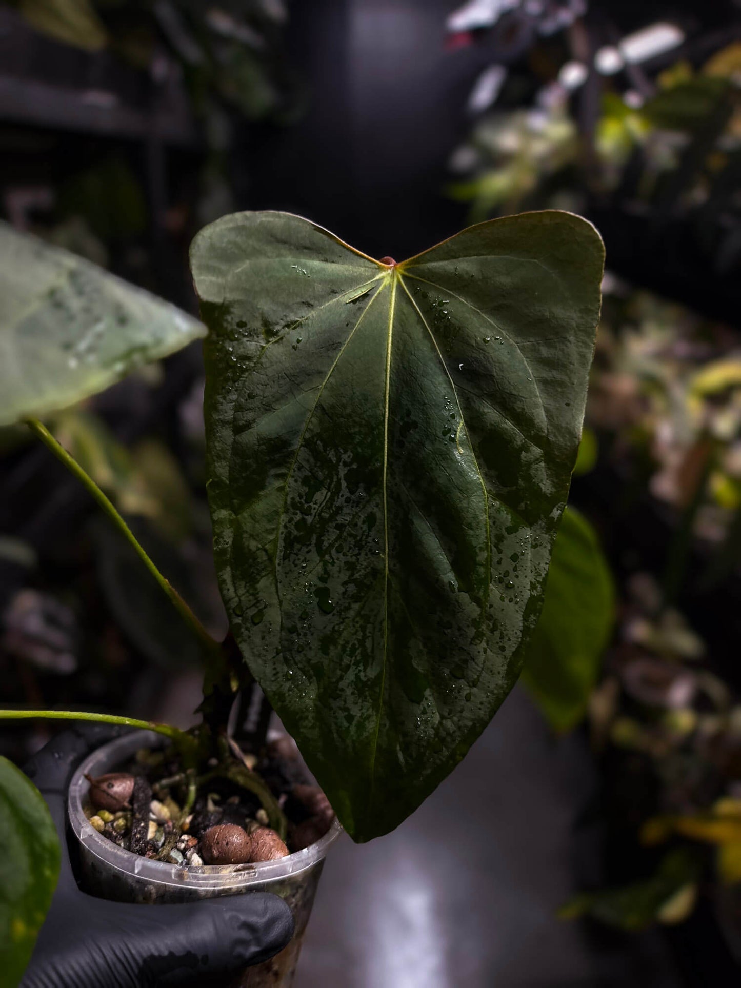 Anthurium #KissinCousins