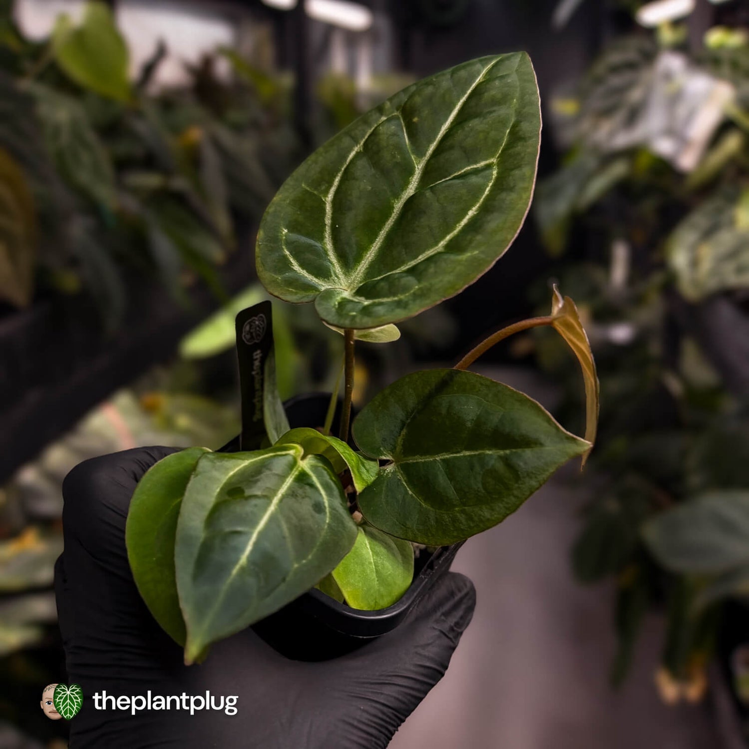 Anthurium 'Michelle' x 'Black Widow'