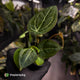 Anthurium 'Michelle' x 'Black Widow'