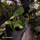 Anthurium 'Michelle' x 'Black Widow'