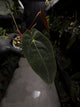 Anthurium #PLUG006