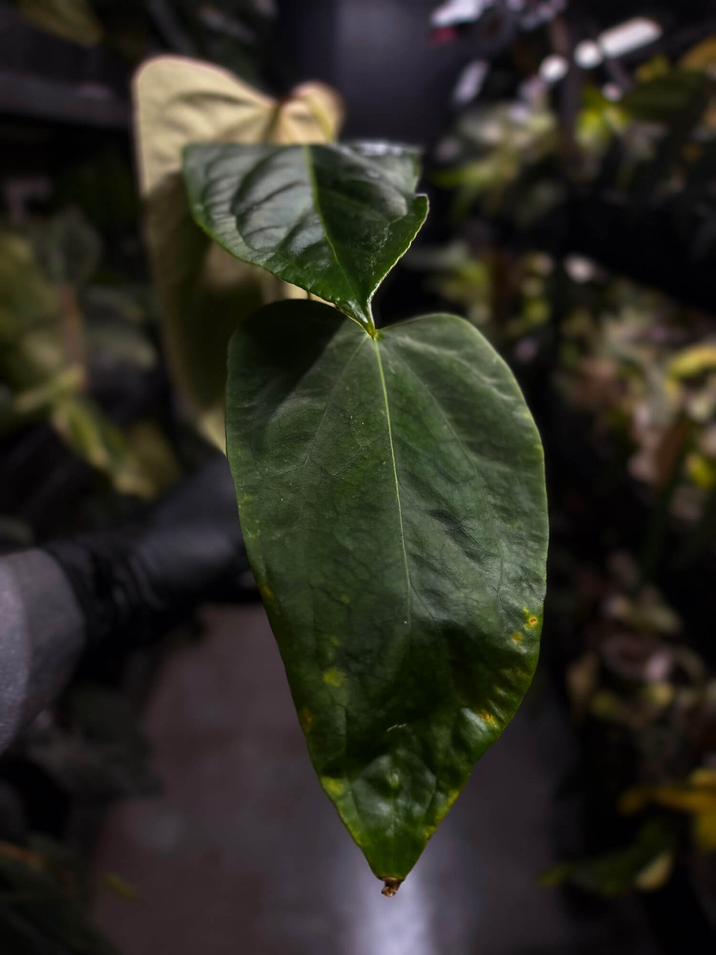 Anthurium #KissinCousins