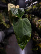 Anthurium #KissinCousins