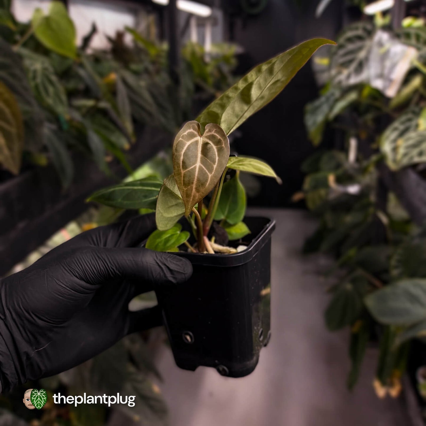 Anthurium 'Michelle' x 'Black Widow'