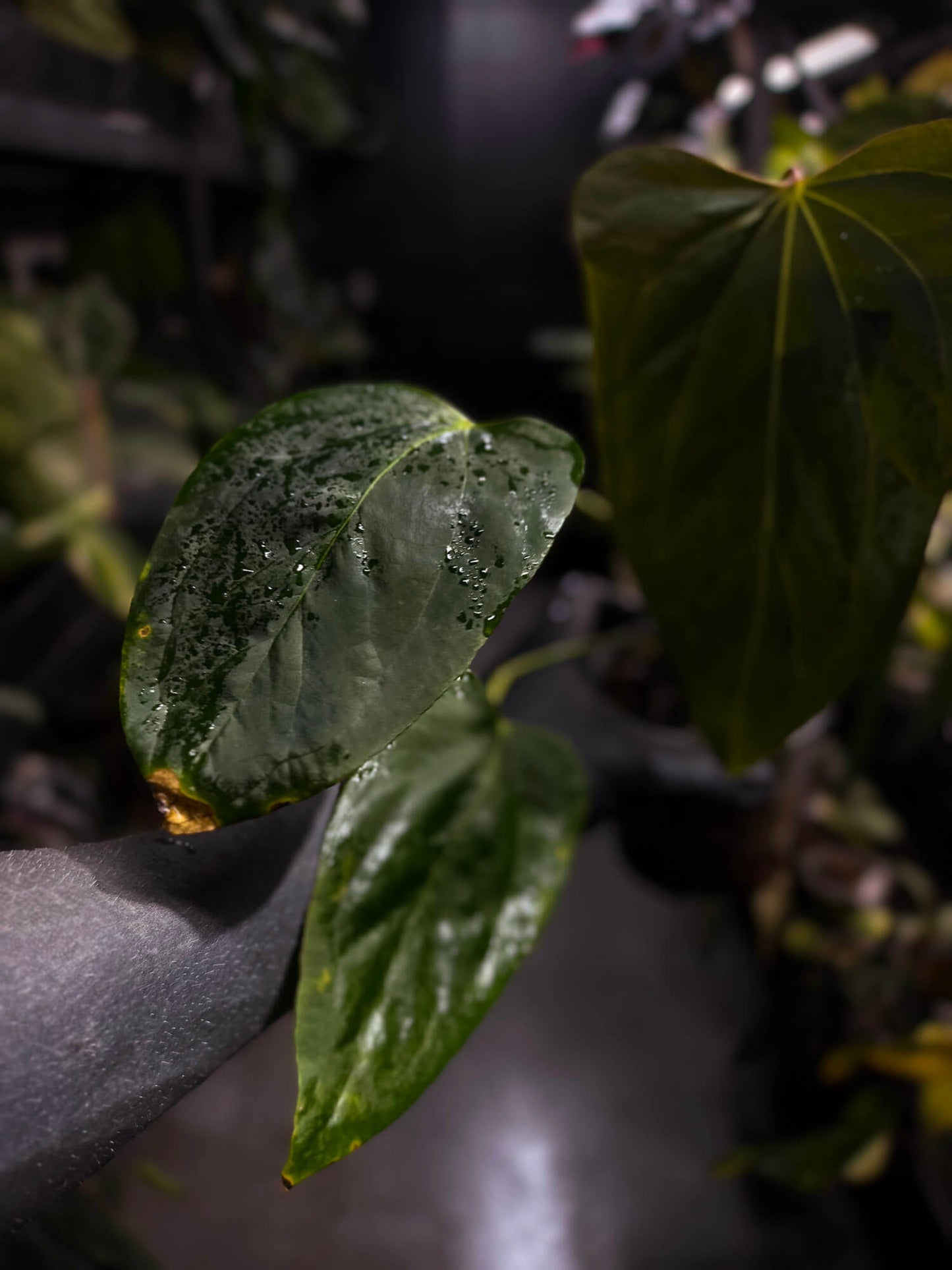 Anthurium #KissinCousins