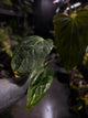Anthurium #KissinCousins