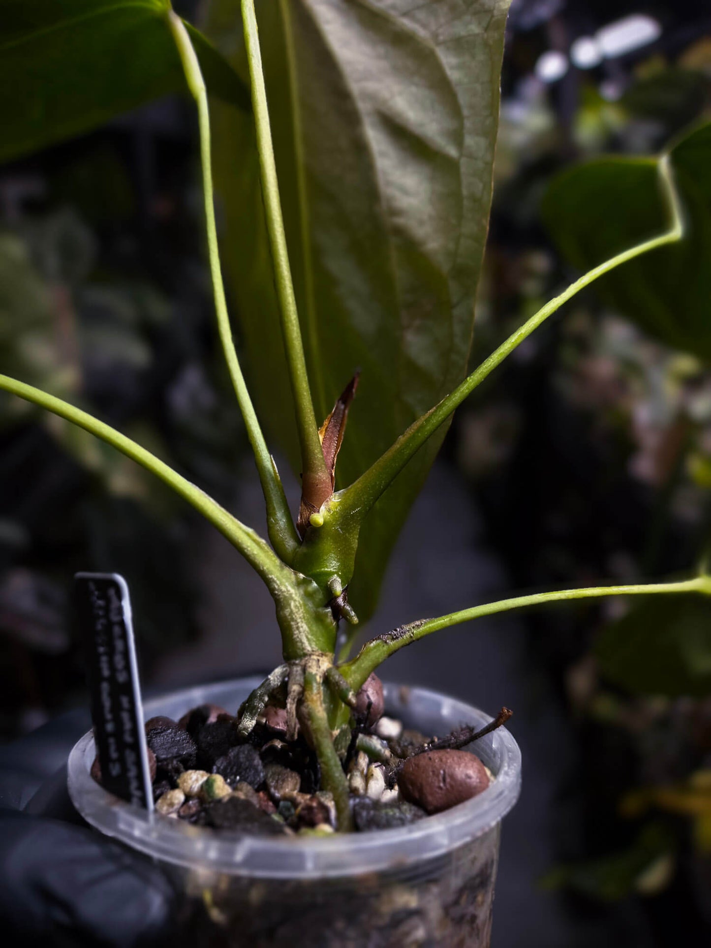 Anthurium #KissinCousins